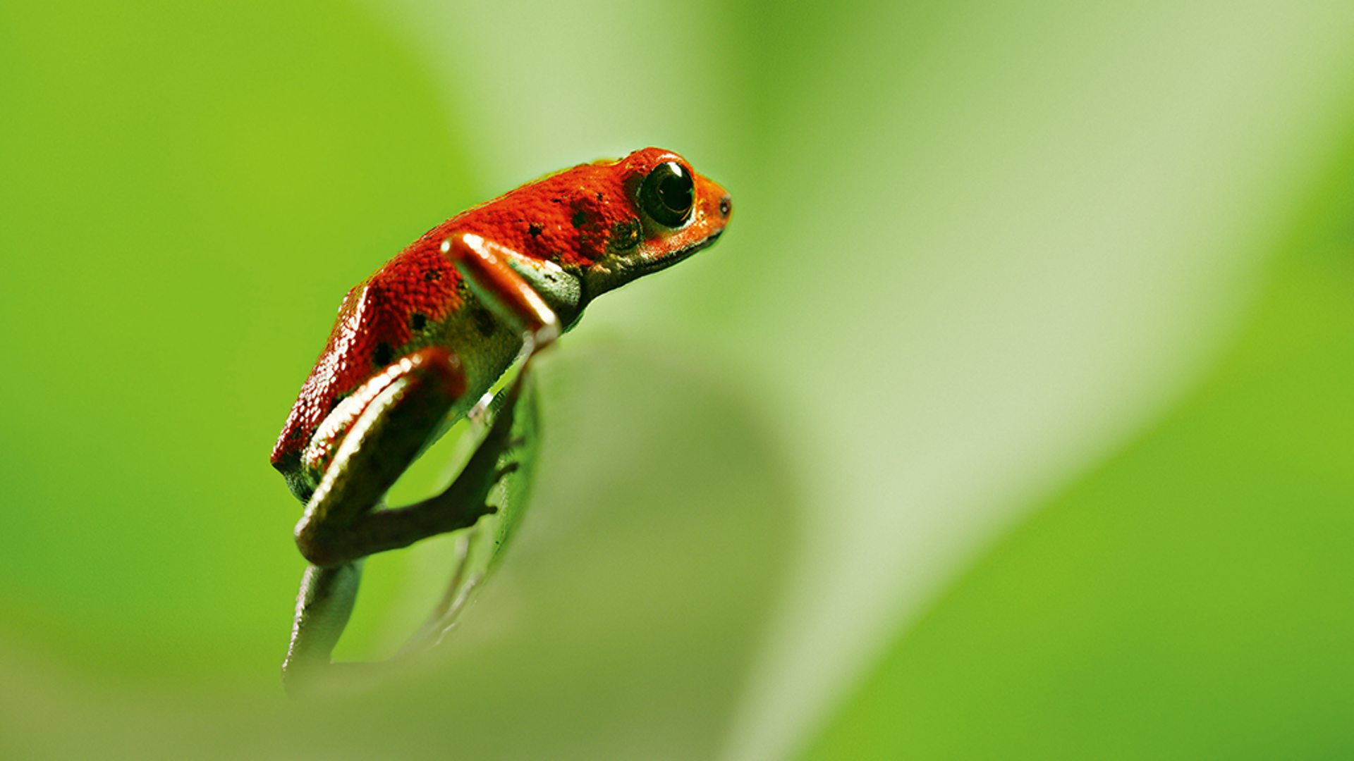 Attenborough’s Life in Colour 1. Sezon 1. Bölüm
