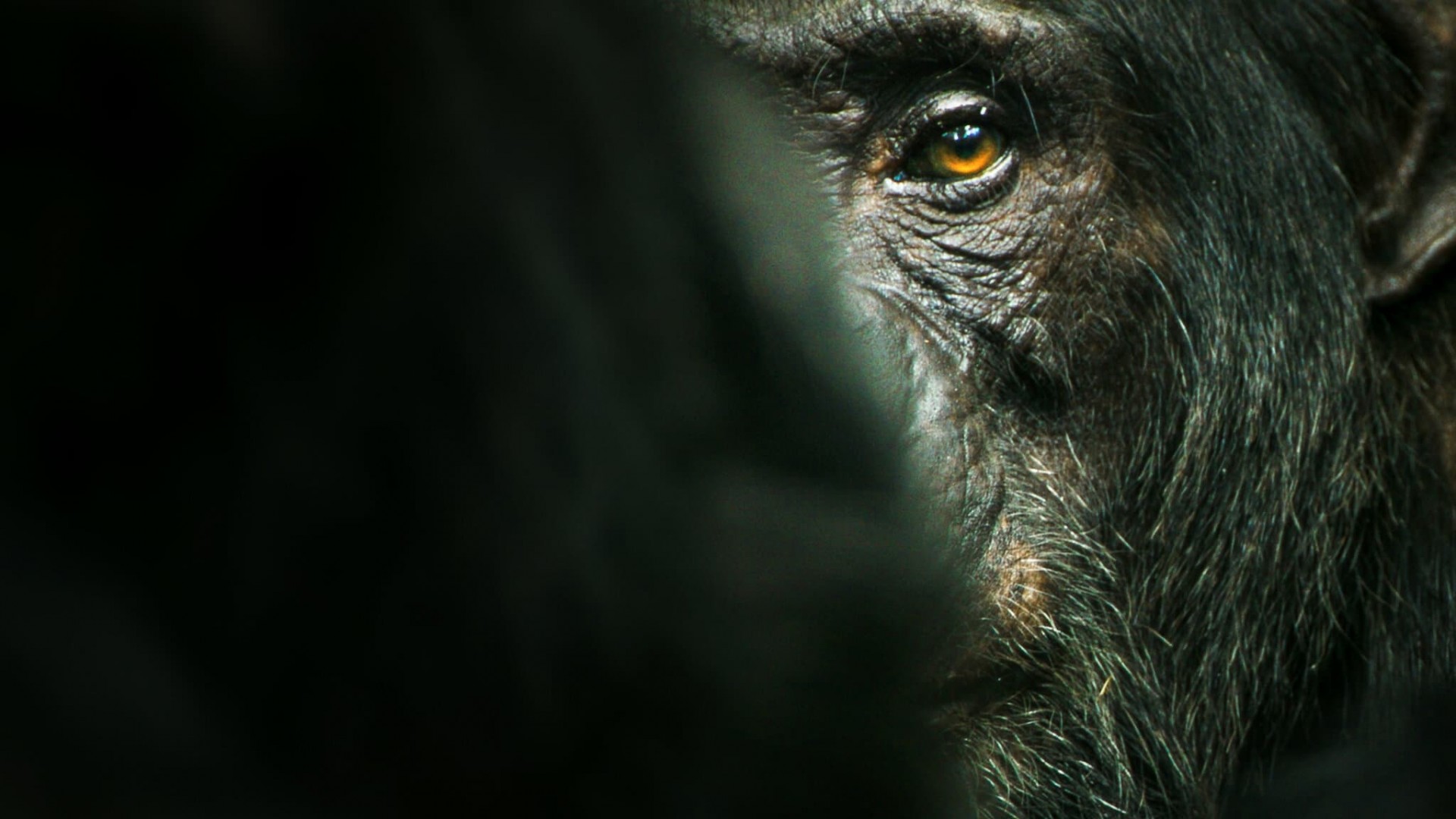 Chimp Empire 1. Sezon 3. Bölüm