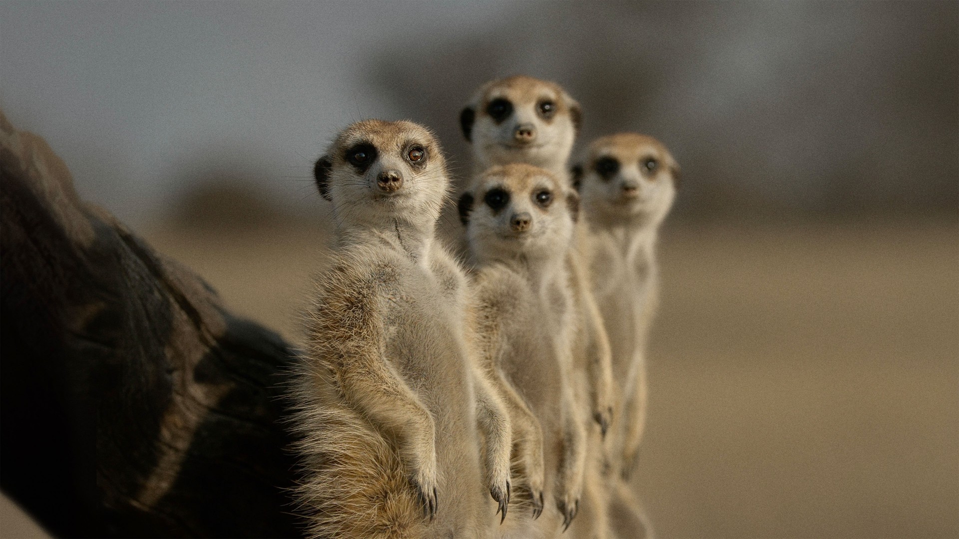 The Secret Lives of Animals 1. Sezon 2. Bölüm